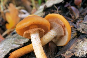 Kuehneromyces mutabilis (1000 x 667).jpg_product_product_product_product_product_product